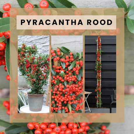 Livraison plante 2 x Pyracantha coccinea Red Star