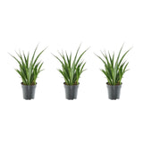 Livraison plante 3x Sansevieria Kirkii - 38 cm - ø12