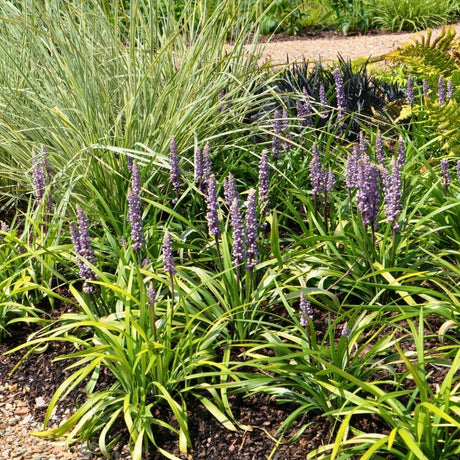 Livraison plante 6 x Liriope muscari 'Ingwersen'