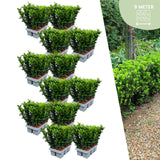 Livraison plante 72 Plantes Euonymus 'Green Spire'