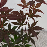 Livraison plante Acer palmatum Atropurpureum – Pot 12 cm – Hauteur 35 cm