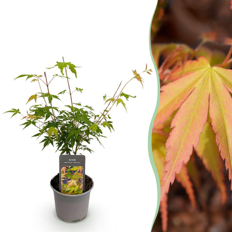 Livraison plante Acer palmatum Katsura – Lot de 1 – Pot 12cm – Hauteur 35cm