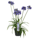 Livraison plante Agapanthe 'Ever Sapphire' - ↨30cm - Ø19 - plante fleurie d'extérieur