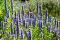 Issopo Anisato (Agastache) 'Black Adder'