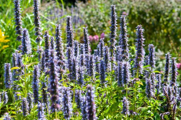 Livraison plante Agastache Black Adder