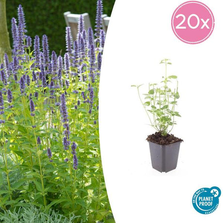 Livraison plante Agastache Black Adder