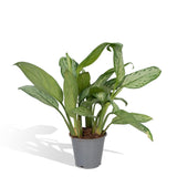 Livraison plante Aglaonema Christina h30cm