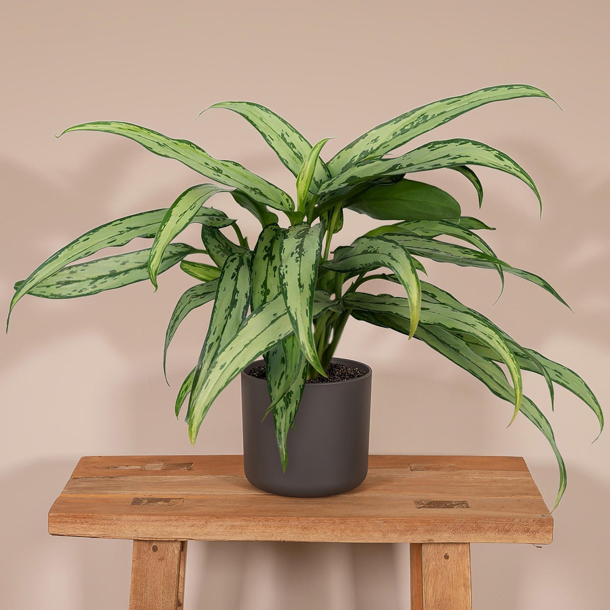 Livraison plante Aglaonema Cutlass h30cm