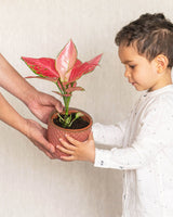 Livraison plante Aglaonema flamingo Pink