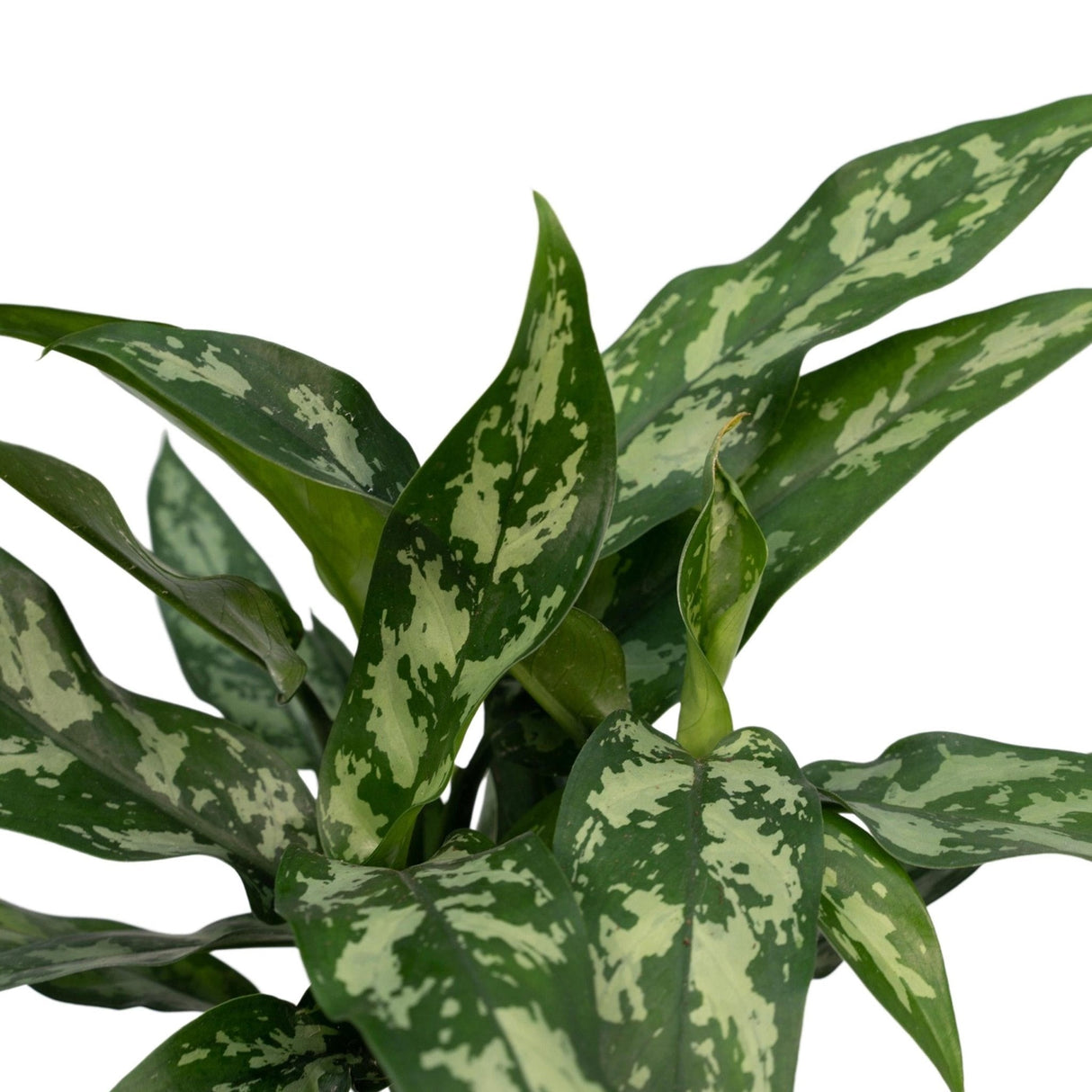 Livraison plante Aglaonema Maria h50cm