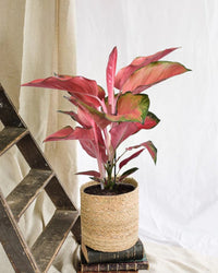 Stella arancione di Aglaonema