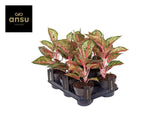 Livraison plante Aglaonema Paradise Red