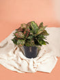 Livraison plante Aglaonema Pink Leopard