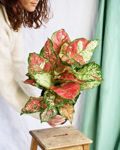 Livraison plante Aglaonema Red Joy