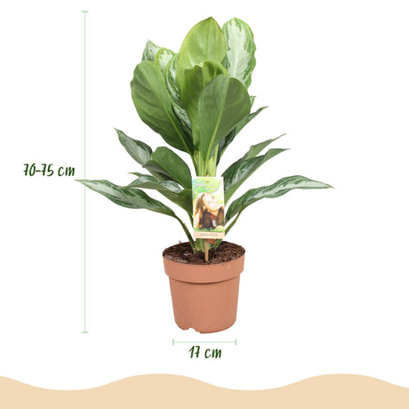 Livraison plante Aglaonema Silver Bay et panier H 70cm