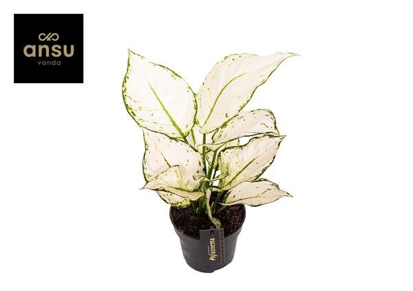 Livraison plante Aglaonema White Joy