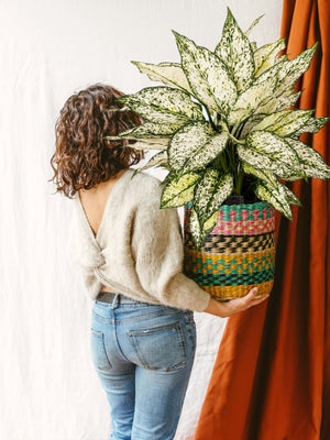 Livraison plante Aglaonema White Kiwi