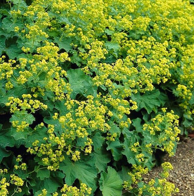 Alchémilla Comune (Alchemilla Mollis) 'Mollis'