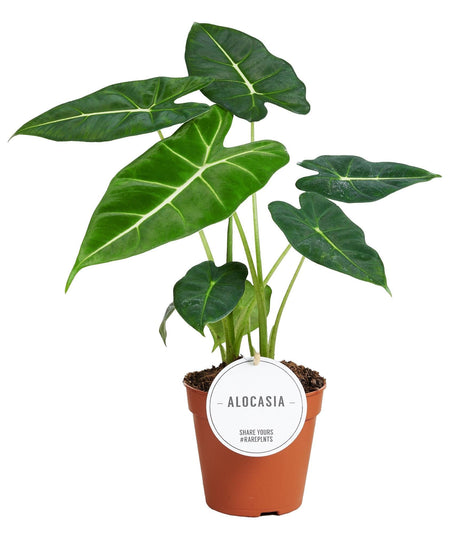 Livraison plante Alocasia Frydek