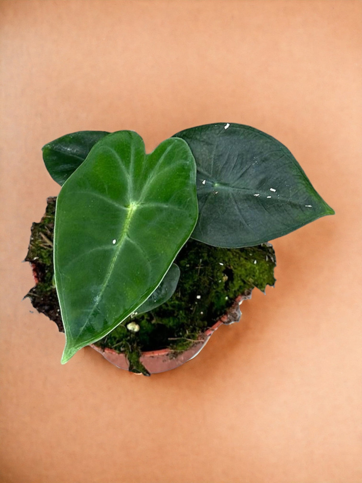 Livraison plante Alocasia Frydek