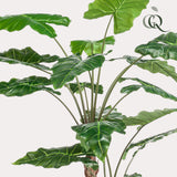 Livraison plante Alocasia plante artificielle - h180cm, Ø15cm