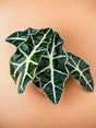 Livraison plante Alocasia Polly