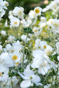 Anemone Del Giappone (Anemone x hybrida) 'Honorine Jobert'