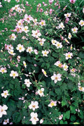 Anemone del Giappone (Anemone Tomentosa) 'Robustissima'