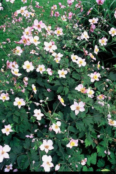 Anemone del Giappone (Anemone Tomentosa) 'Robustissima'