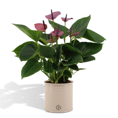 Livraison plante Anthurium andreanum Baby Purple + Pot