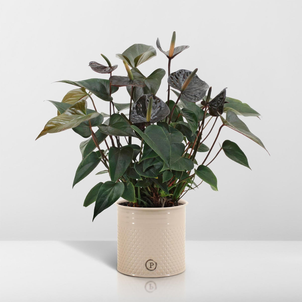 Livraison plante Anthurium andreanum Black Love + Pot