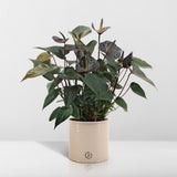 Livraison plante Anthurium andreanum Black Love + Pot