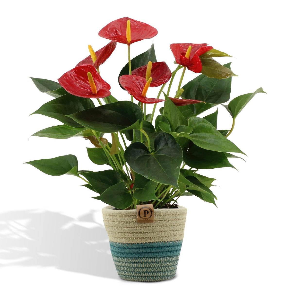 Livraison plante Anthurium andreanum Diamond Red + Panier