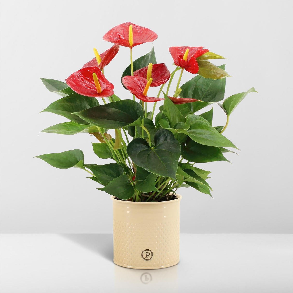 Livraison plante Anthurium andreanum Diamond Red + Pot