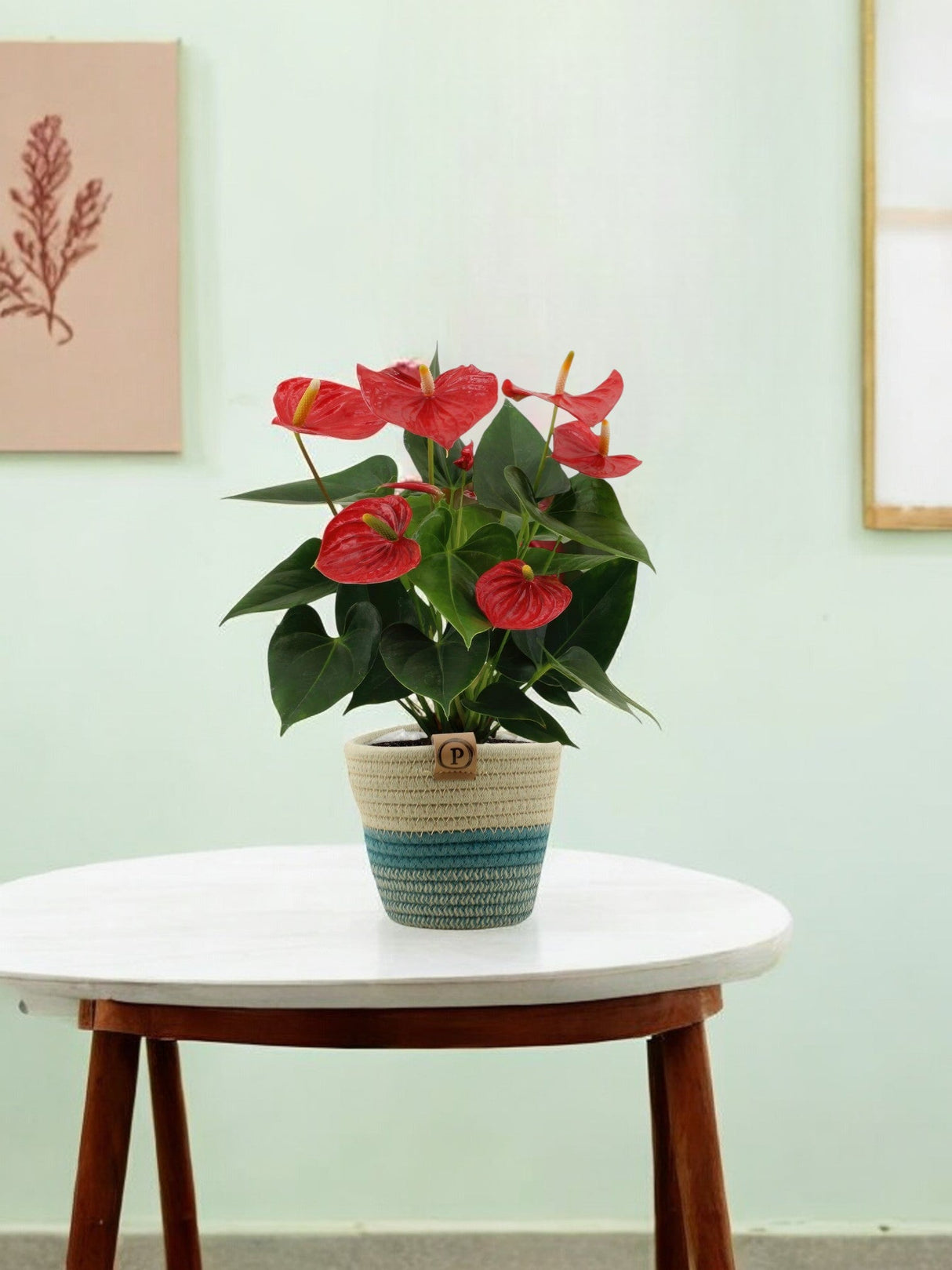 Livraison plante Anthurium andreanum Esudo + Panier