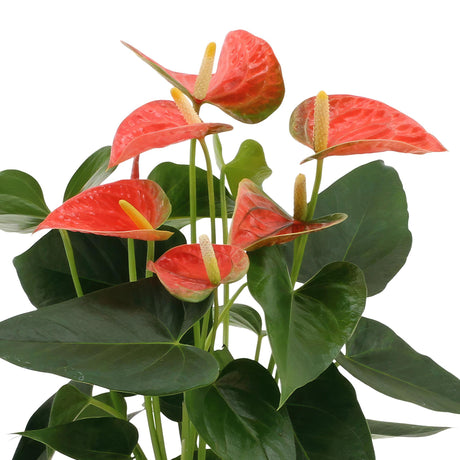 Livraison plante Anthurium andreanum Prince of Orange + Panier