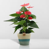 Livraison plante Anthurium andreanum Sweet Dream + Panier