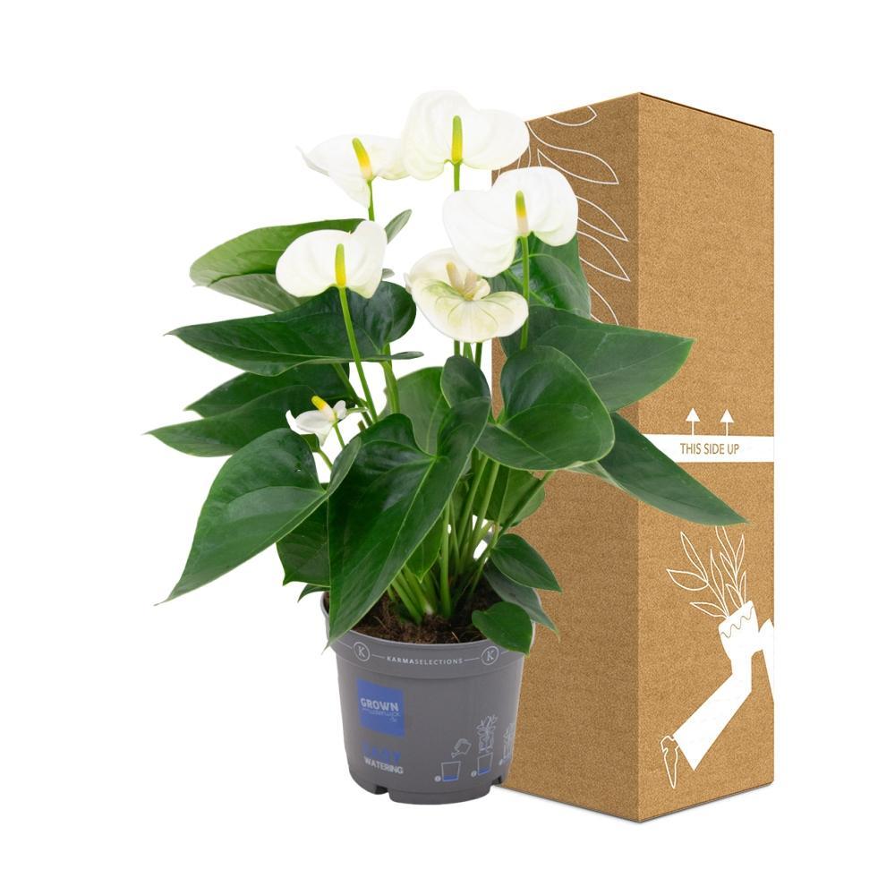 Livraison plante Anthurium blanc