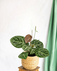 Anthurium Crystallinum ibrido compatto