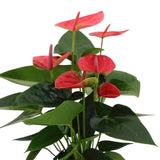 Livraison plante Anthurium rouge et son pot crème