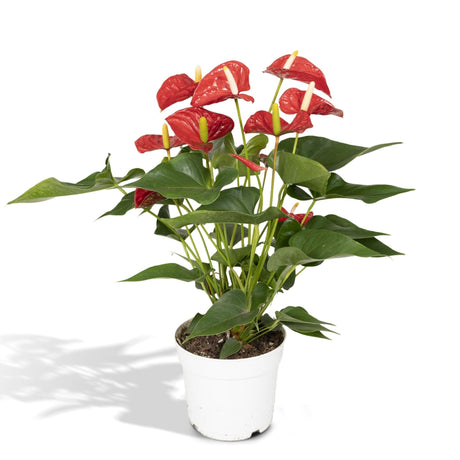 Livraison plante Anthurium Rouge h55cm
