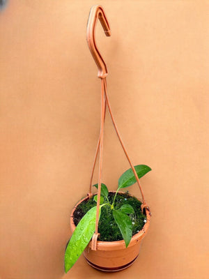 Livraison plante Anthurium Wendlingeri