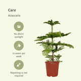 Livraison plante Araucaria