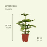 Livraison plante Araucaria