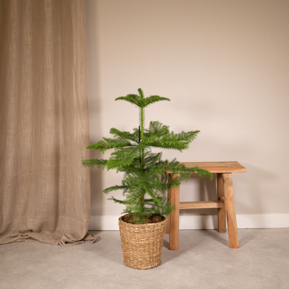 Livraison plante Araucaria