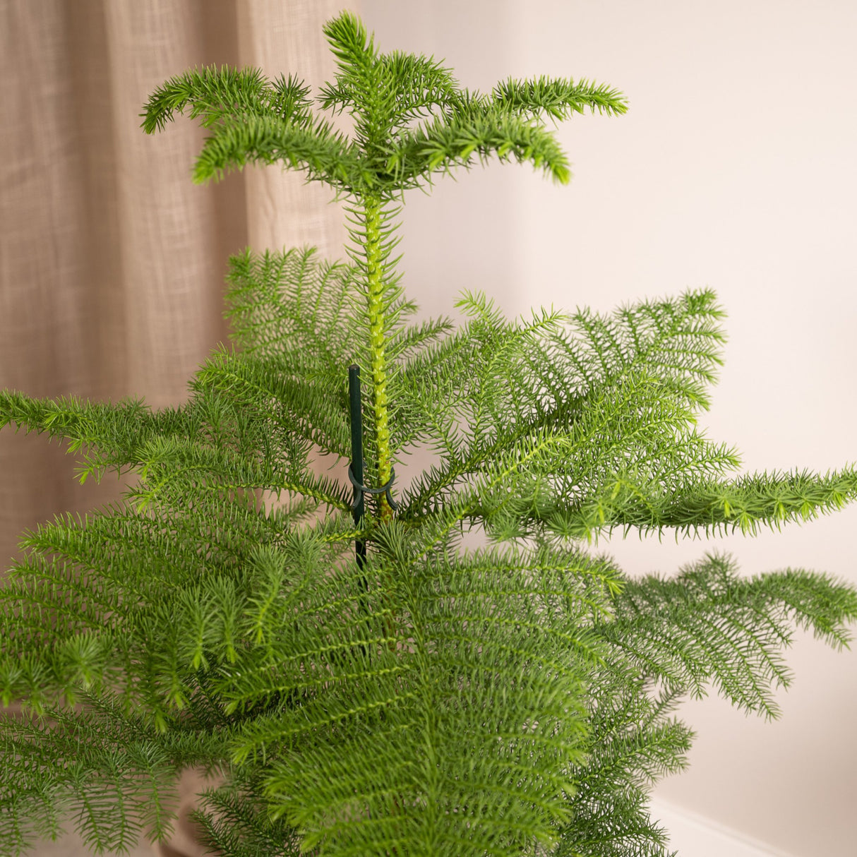 Livraison plante Araucaria