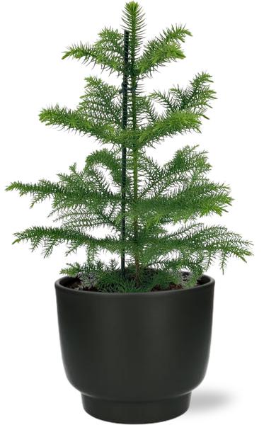 Livraison plante Araucaria Heterophylla - Ø14cm - ↕40cm + Potenza Pot D15x13cm - Zwart