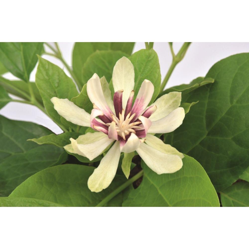 Livraison plante Arbre aux anémones - ↨30cm - Ø19cm - plante d'extérieur fleurie