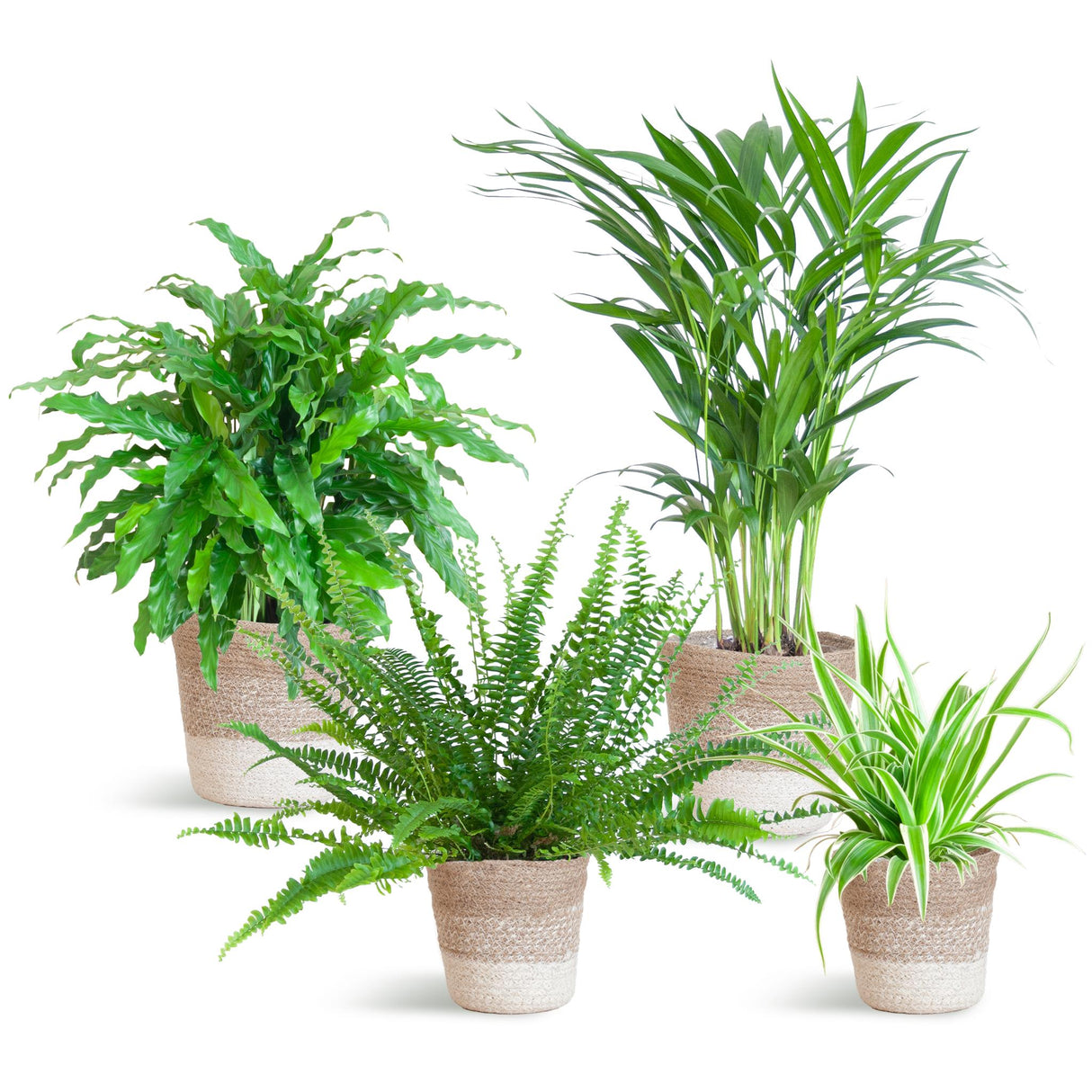 Livraison plante Assortiment de 4 plantes Pet's Friendly + Panier