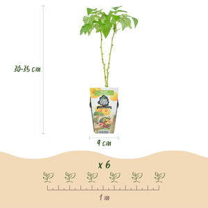 Livraison plante Assortiment fruitier – Lot de 3 – Pot 9 cm